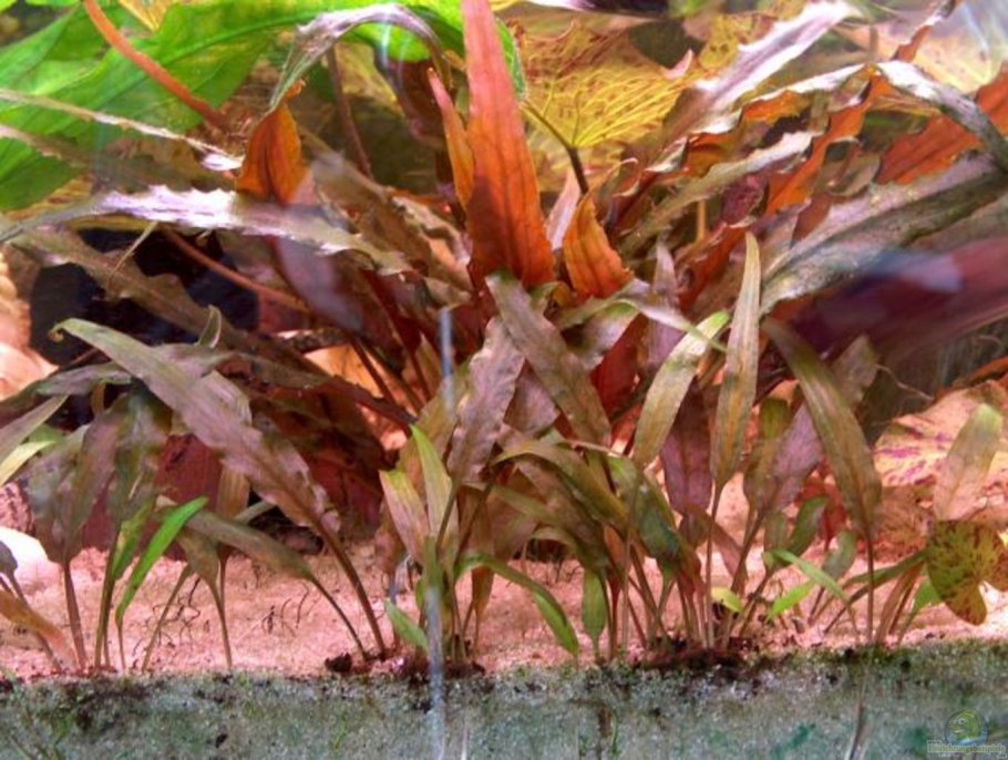 Криптокорина Вендта