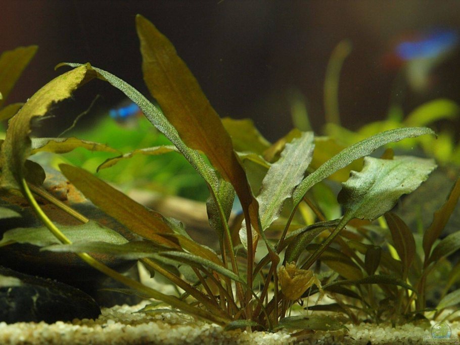 Криптокорина Вендта Грин