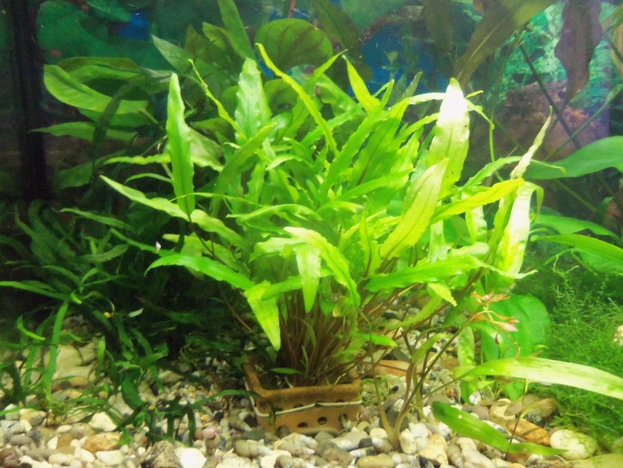 Криптокорина ми Ойя