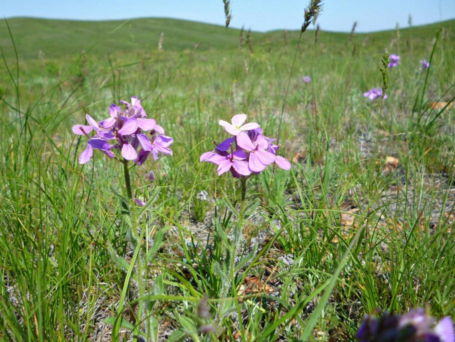 Капуста семейство крестоцветные