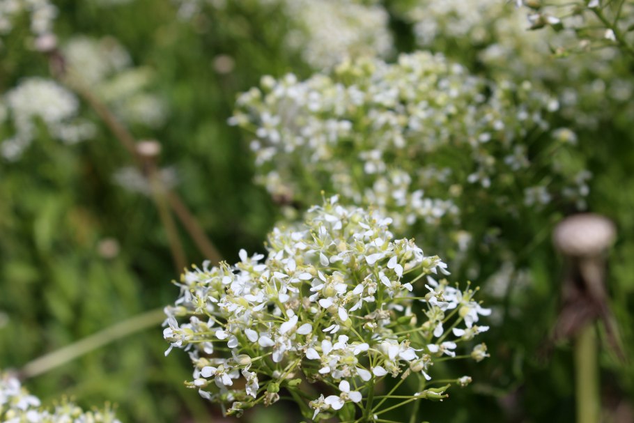 Сердечник Луговой