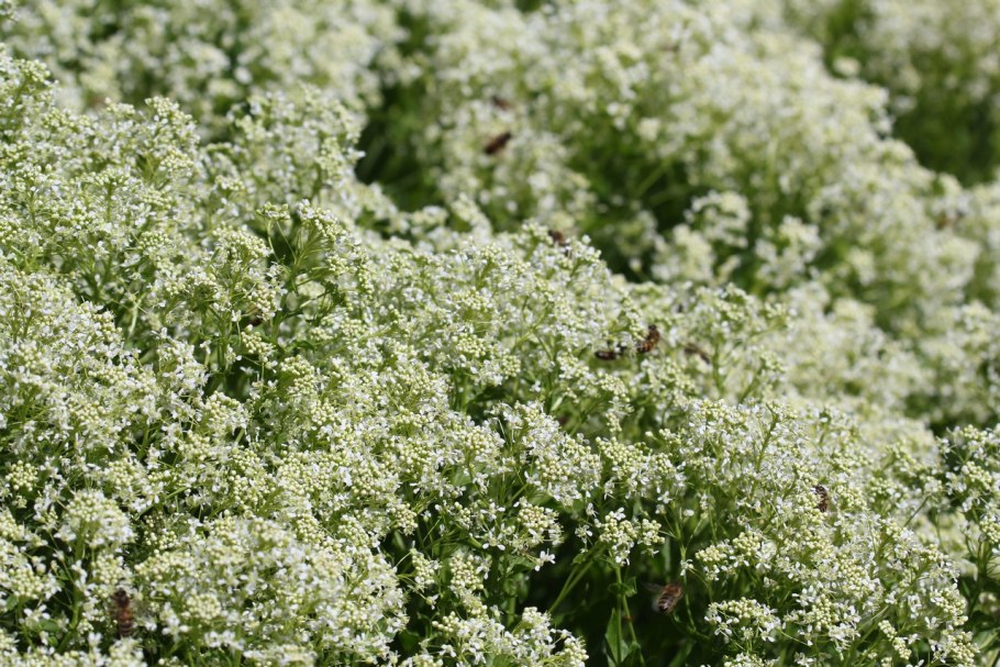 Горчица сарептская — Brassica juncea