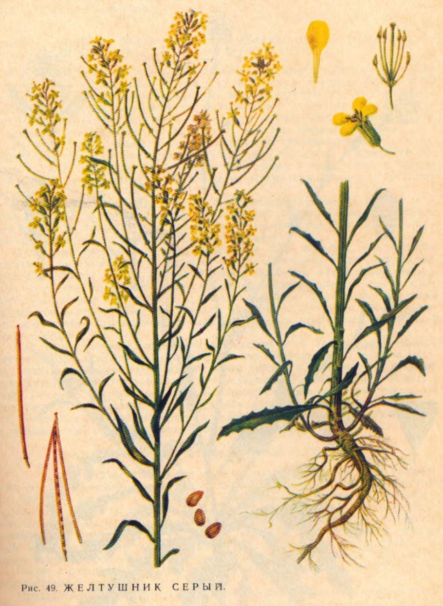 Свербига Восточная Bunias orientalis