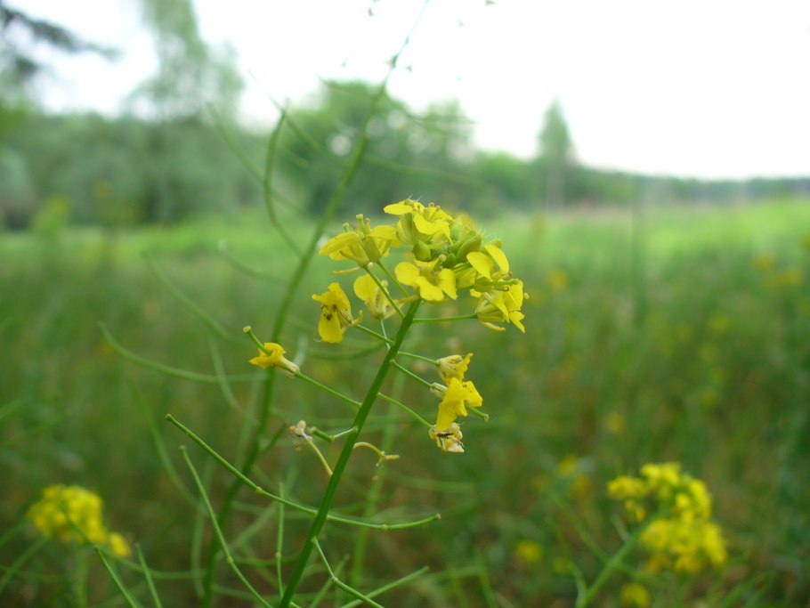 Соцветие крестоцветных