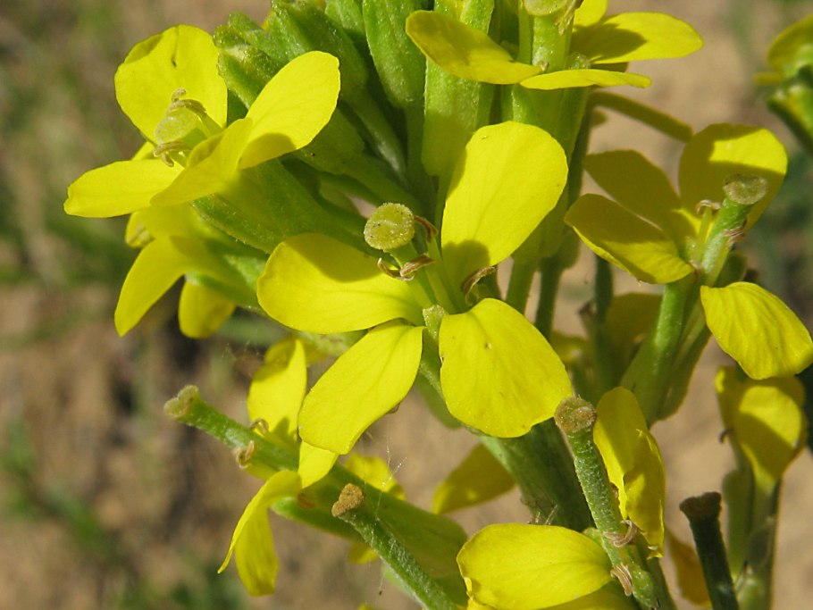 Сурепка Полевая