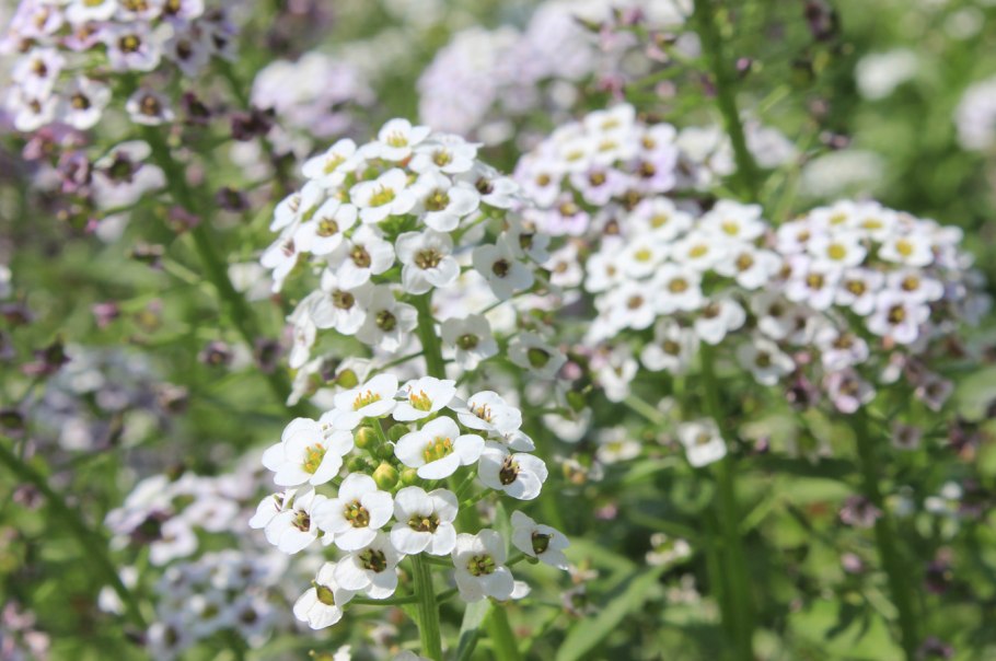 Крестоцветные медоносы