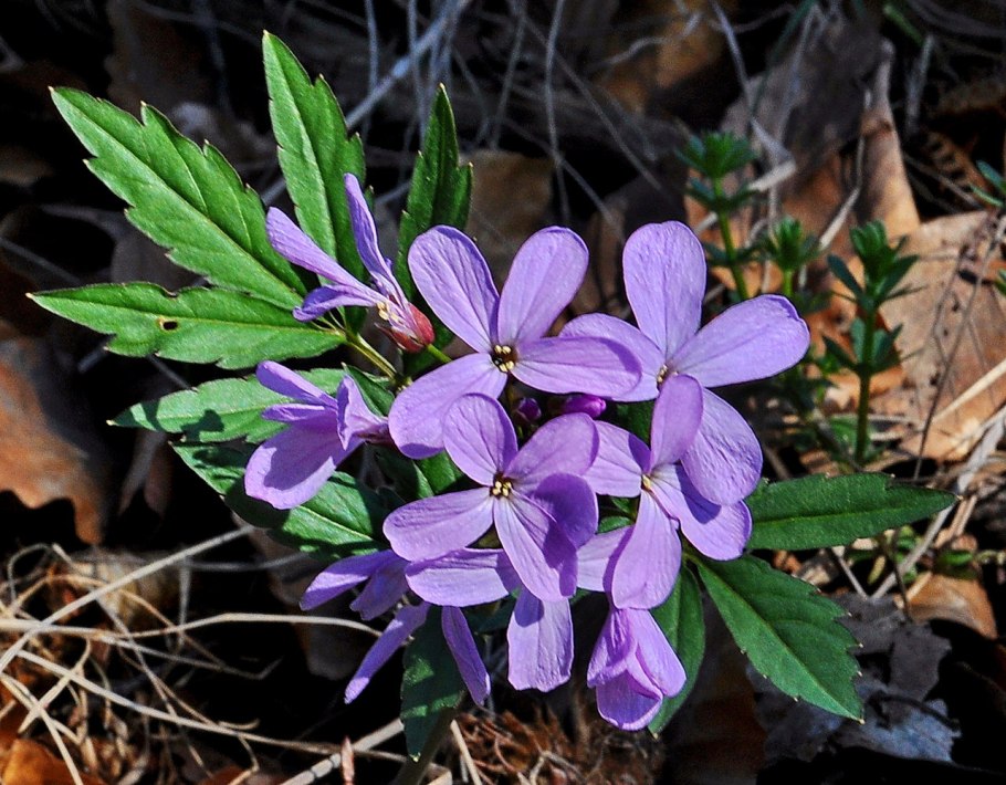 Голубые цветы крестоцветные