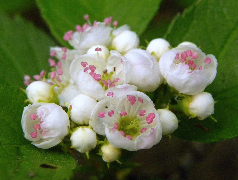 Боярышник декоративный Пауль Скарлет