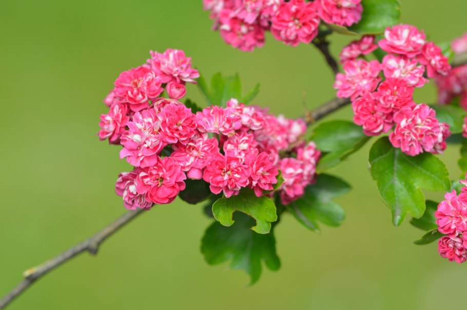 Боярышник цветение розовый