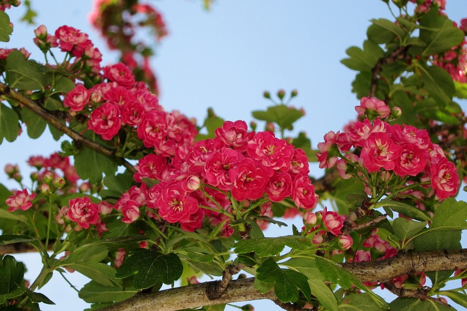 Боярышник rosea Flore pleno