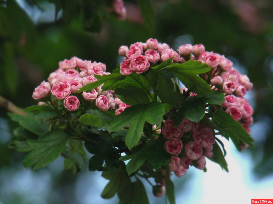 Боярышник красноцветковый