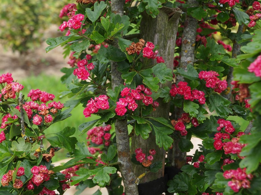 Боярышник обыкновенный Кримсон Клауд