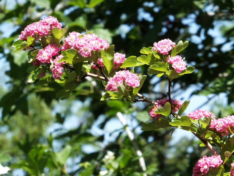 Боярышник волосистоцветковый