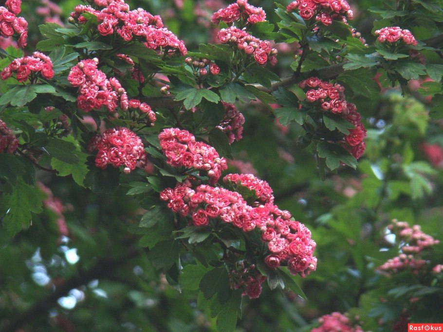 Цветущий боярышник Пауль Скарлет