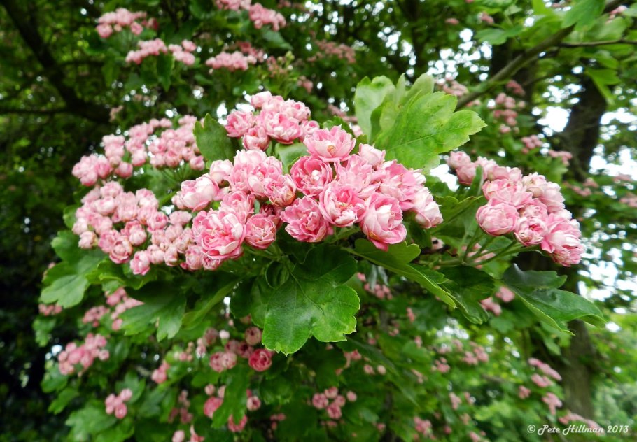 Боярышник обыкновенный Пауль Скарлет