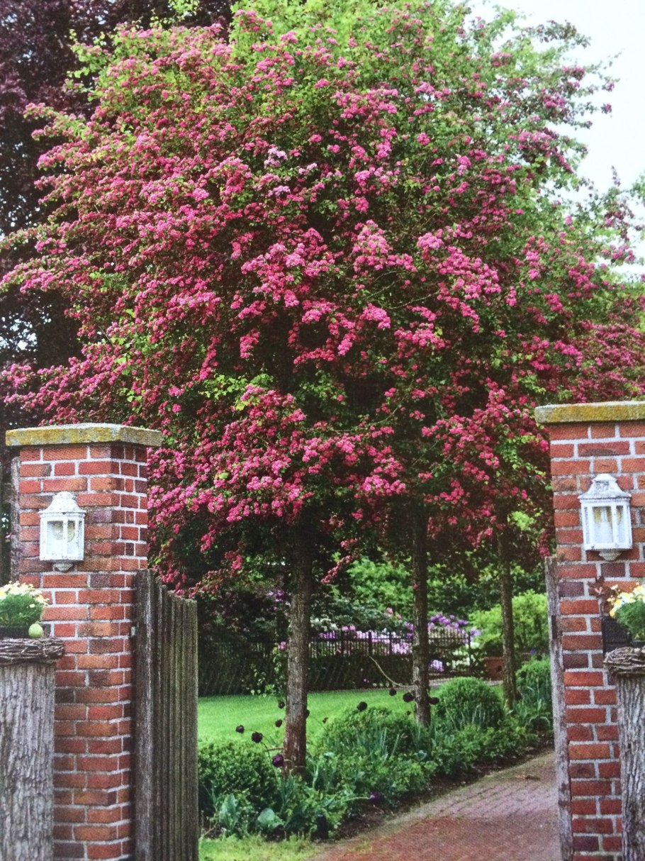 Боярышник вееровидный