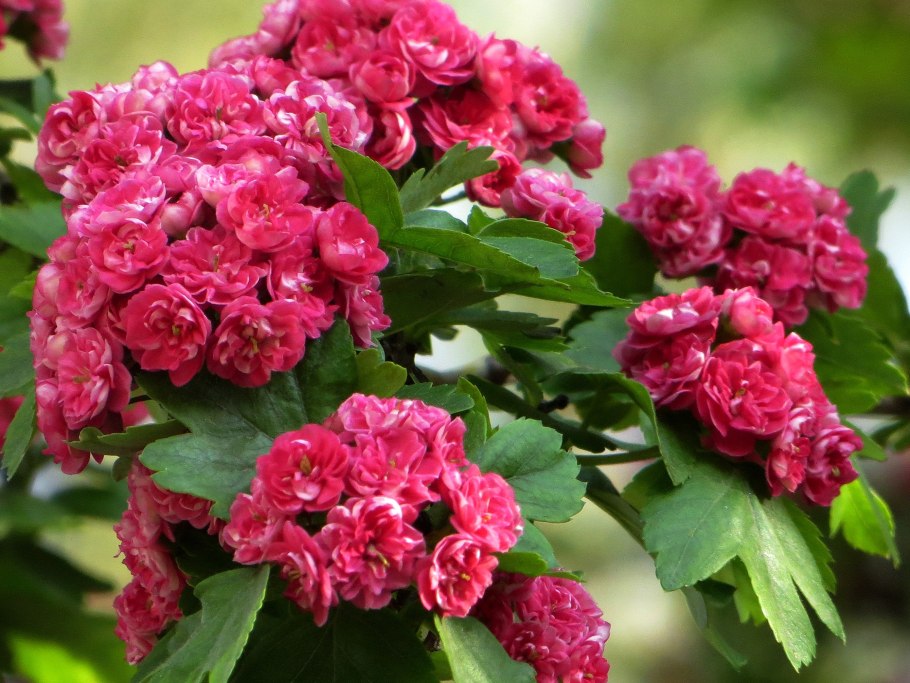 Боярышник paul's scarlet