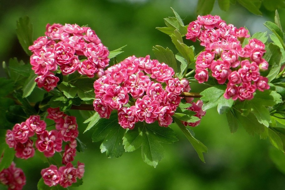 Боярышник розовый куст