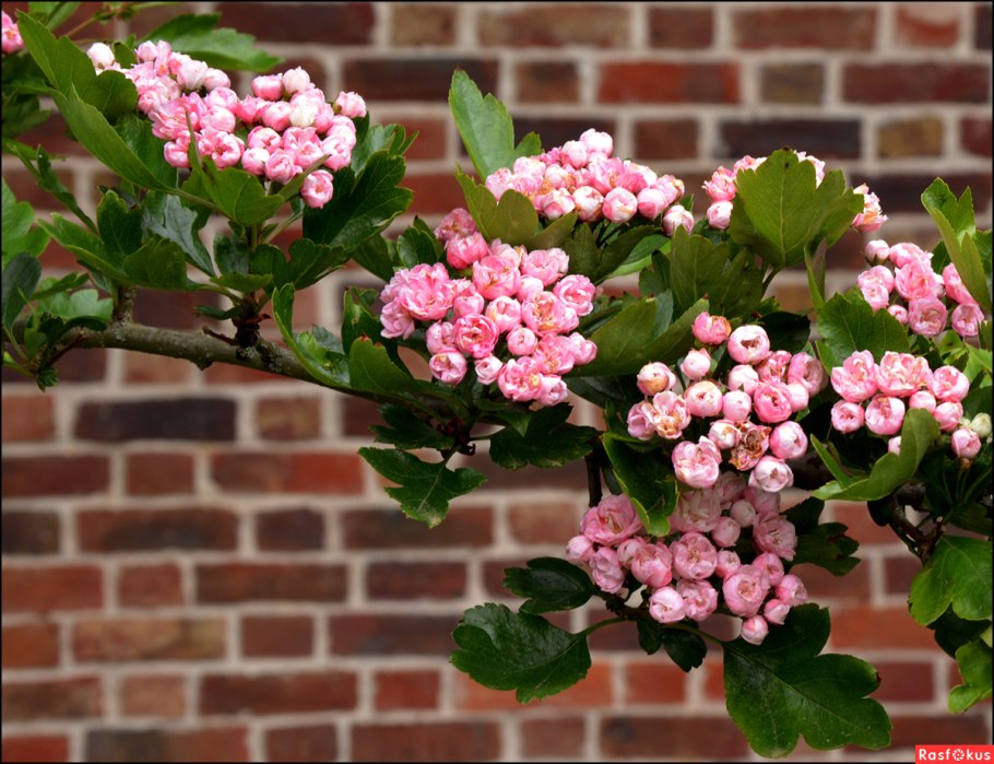 Боярышник Розовоцветущий