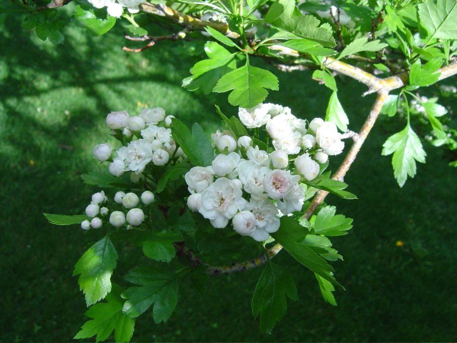Crataegus × mordenensis