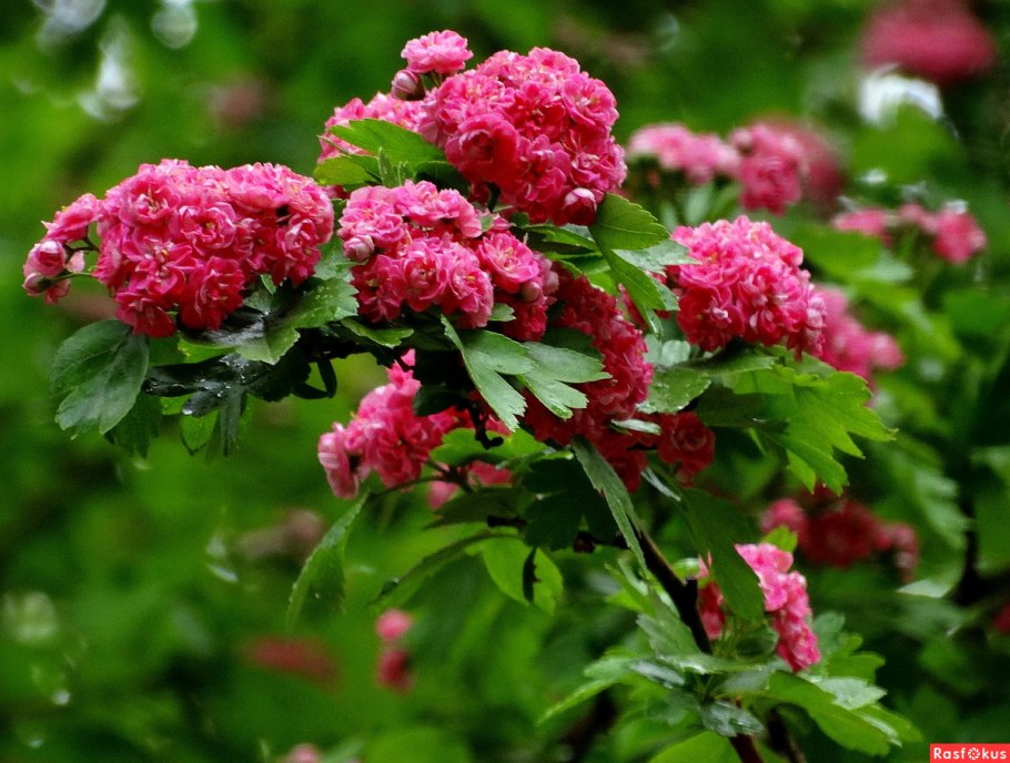 Боярышник обыкновенный Паул Скарлет