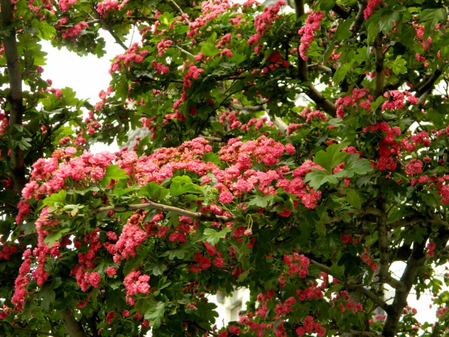 Боярышник пауль скарлет