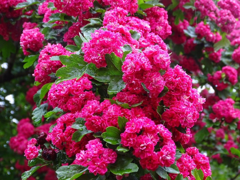 Боярышник розовомахровый