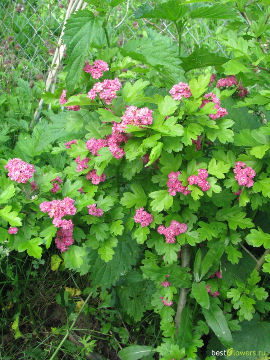 Боярышник розовоцветный