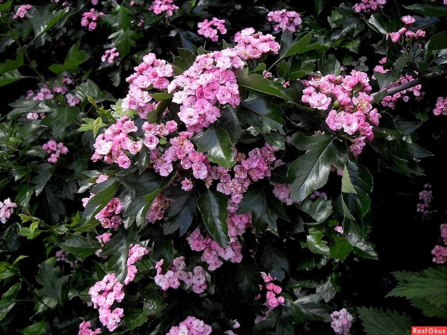 Боярышник розоцветный