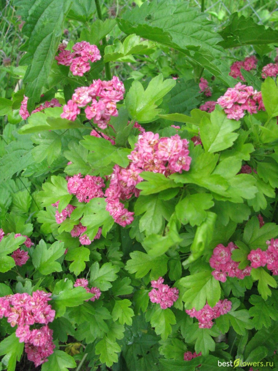 Боярышник однопестичный rosea Plena