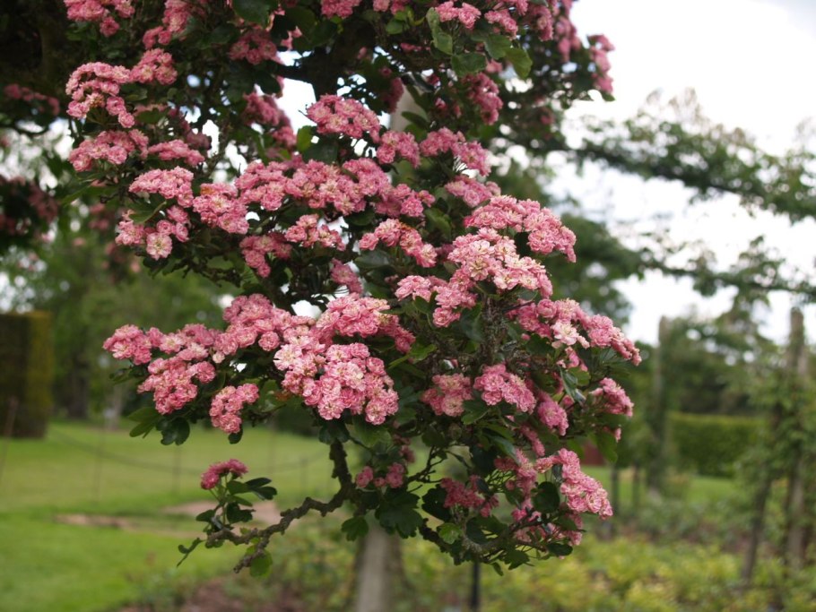Боярышник rubra Plena