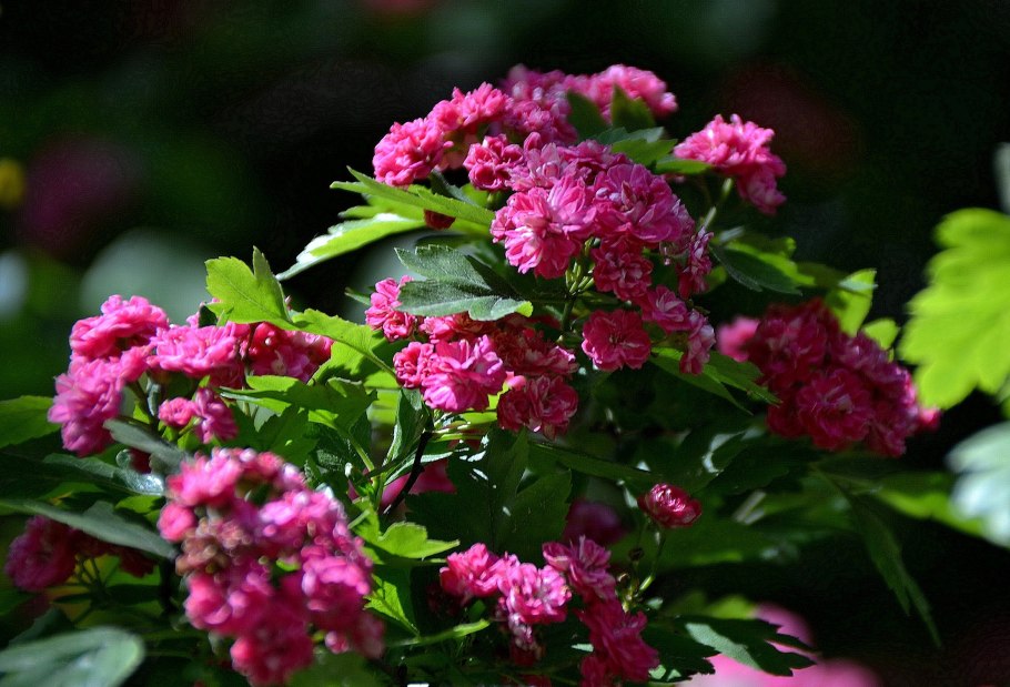 Боярышник розовый махровый