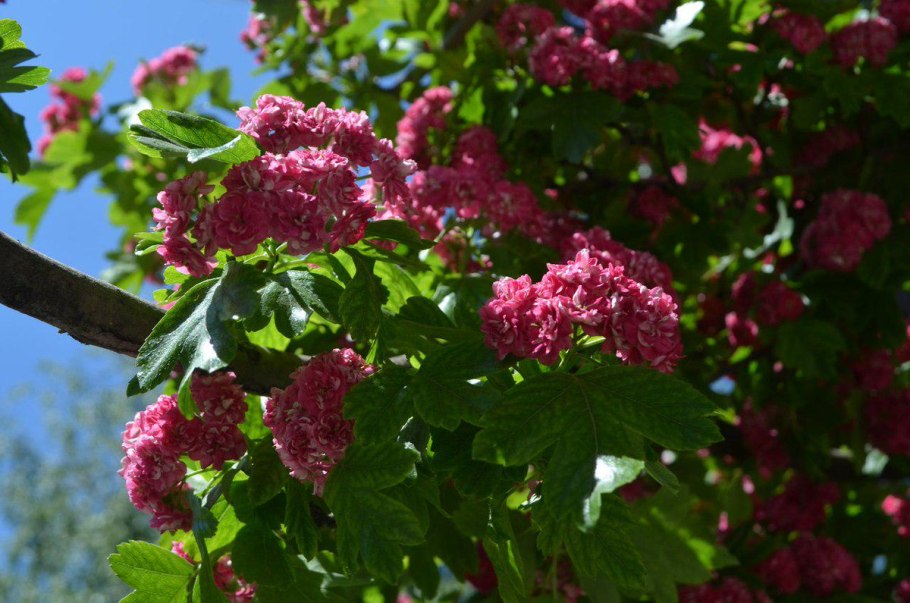 Боярышник красноцветковый