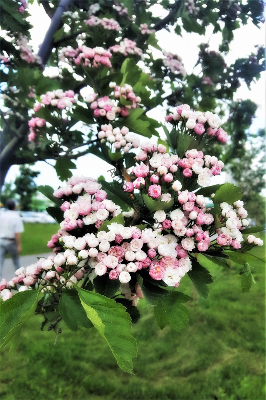 Боярышник Пауль Скарлет на штамбе
