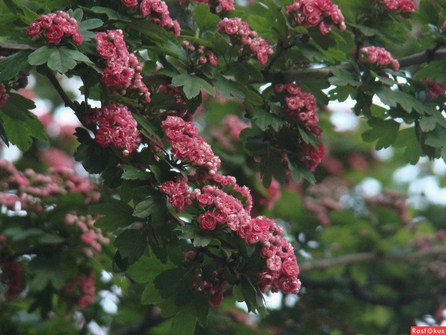 Боярышник Paul's Scarlet на штамбе