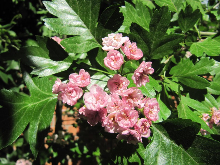 Боярышник морденский тоба