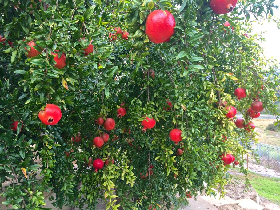 Гранат кустарник