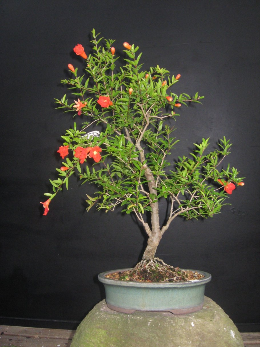 Punica granatum бонсай