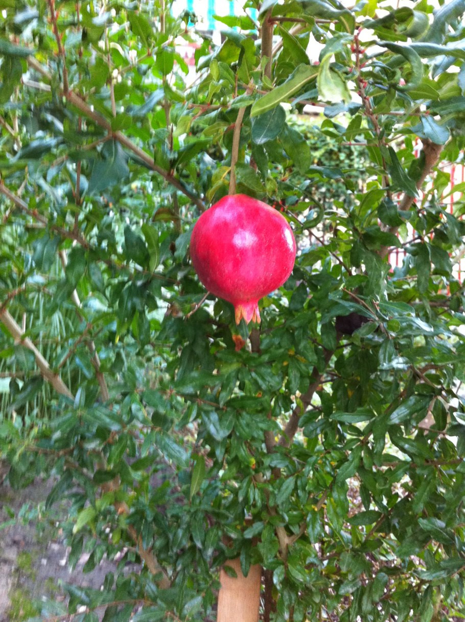 Гранатовое дерево Кировабад
