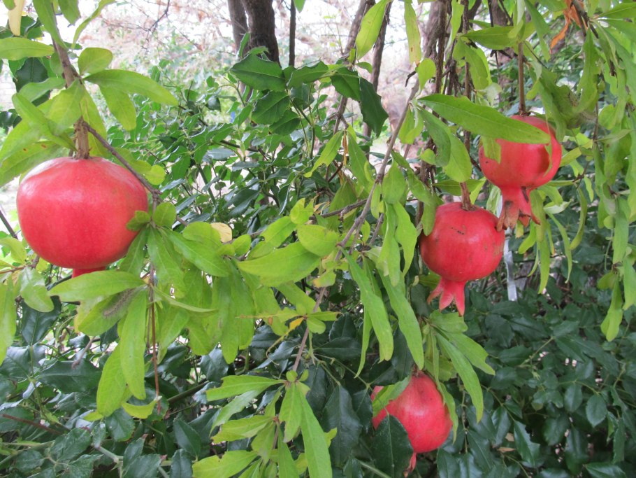 Карабахский гранат