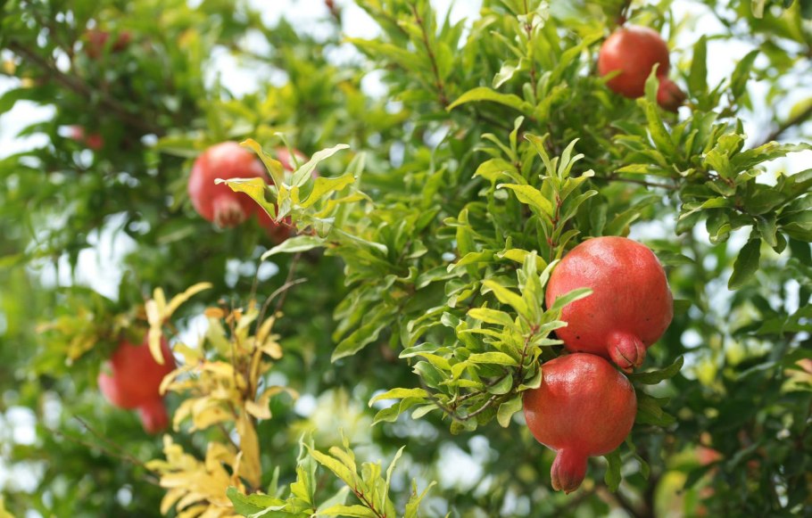 Гранат (гранатник) обыкновенный