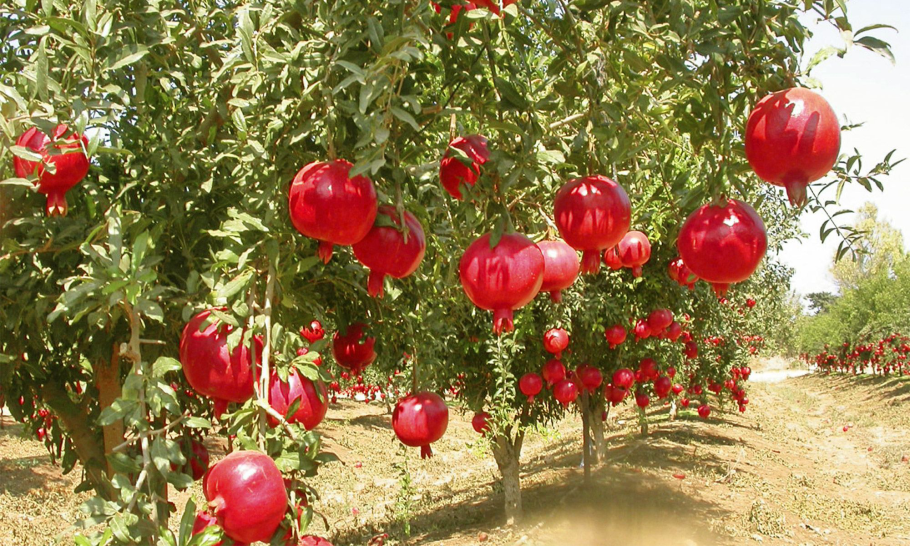 Гранат Гюлоша