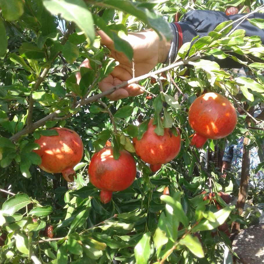 Гранатовое дерево дичка