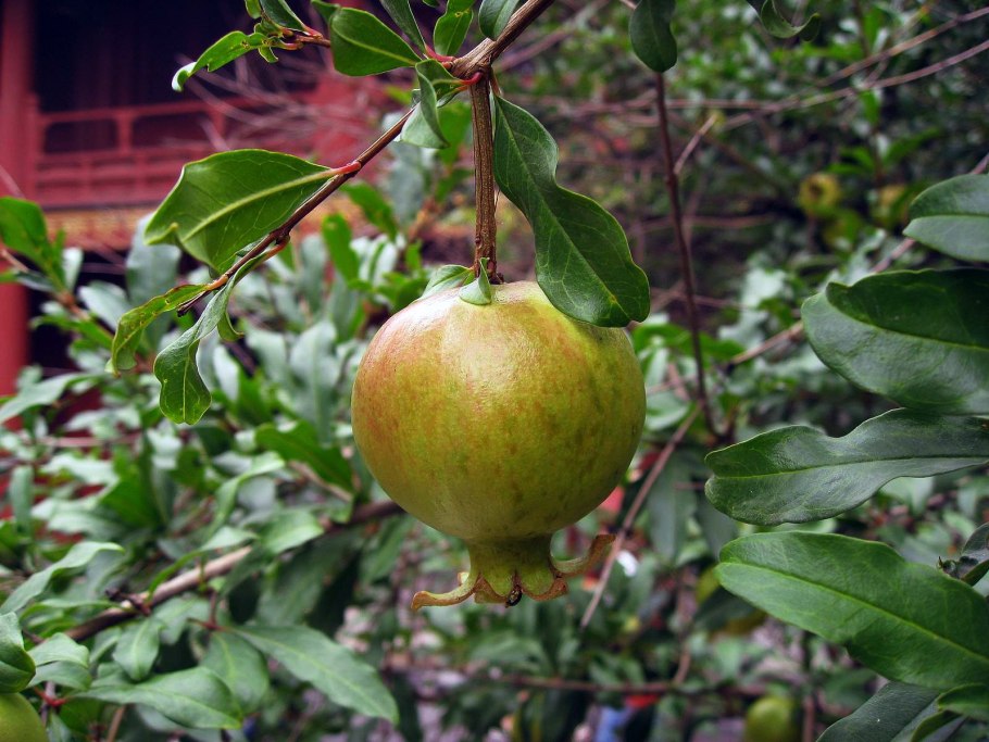 Дерево гранат в Таджикистане