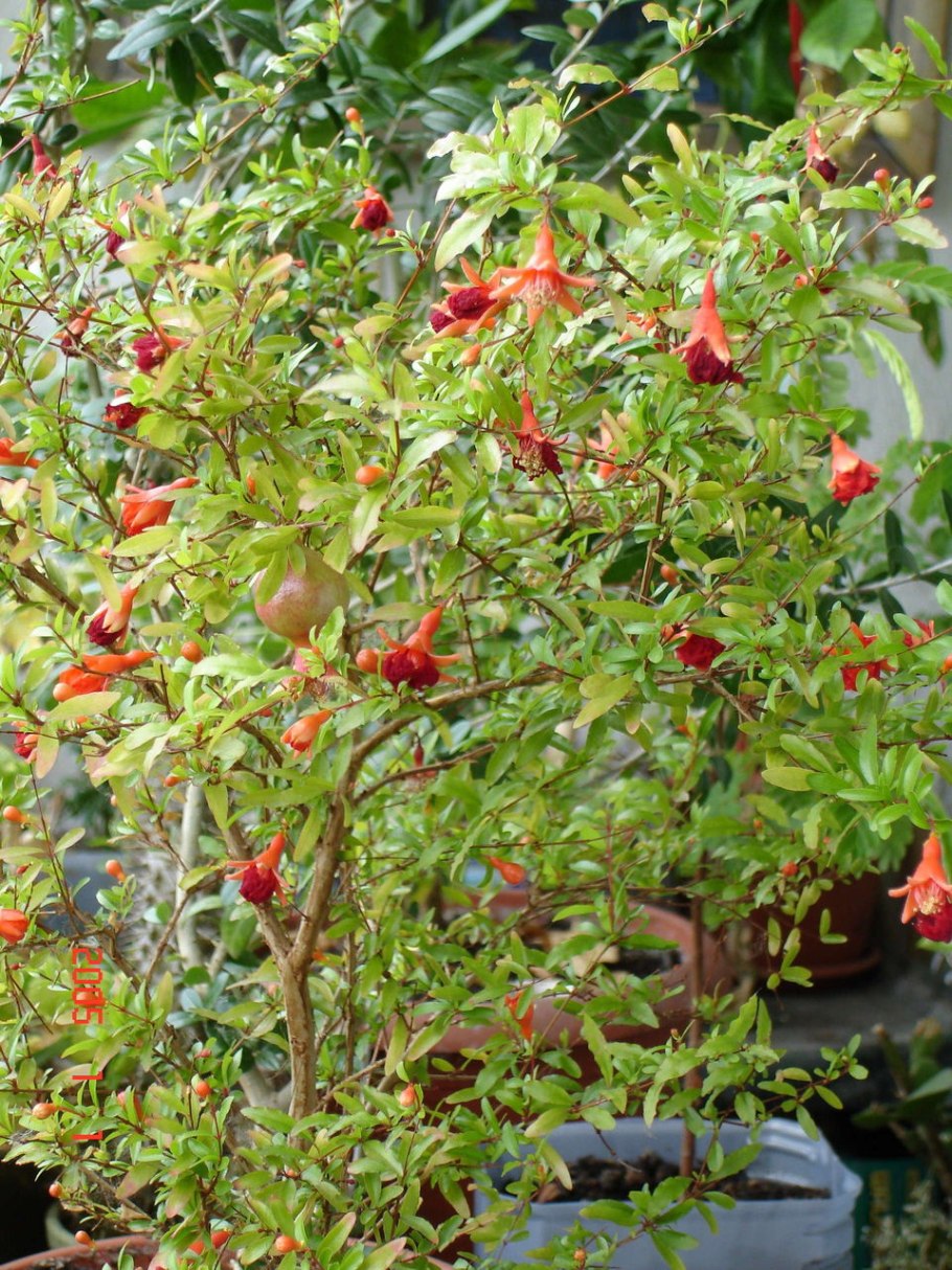 Гранат кустарниковый садовый