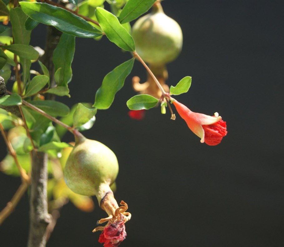 Гранат обыкновенный карликовый