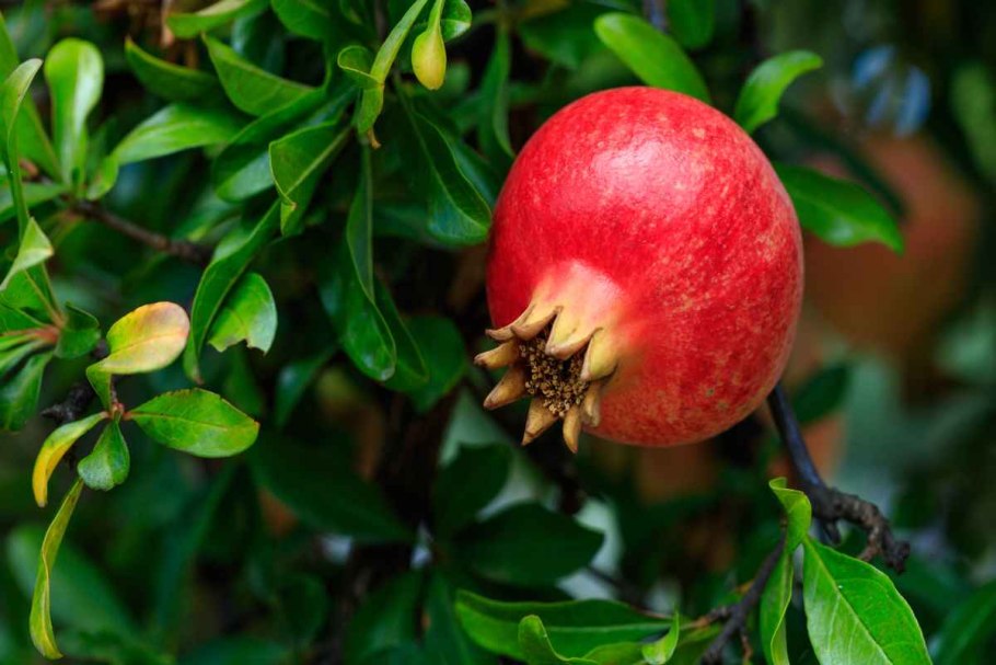Перуанский гранат дерево
