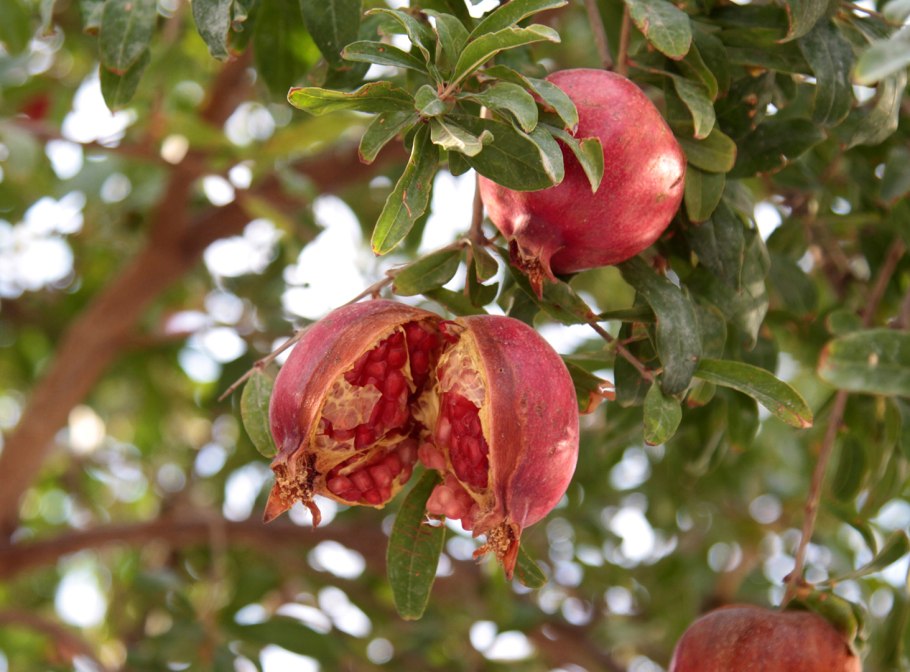 Гранат Гюлейша