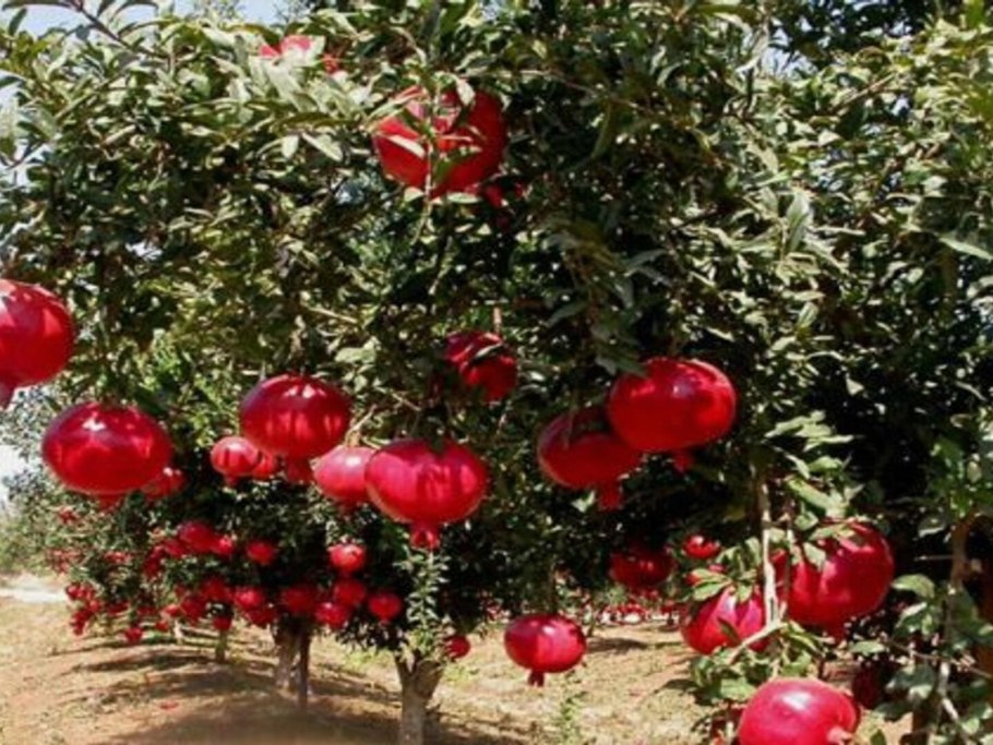 Гранат Израиль