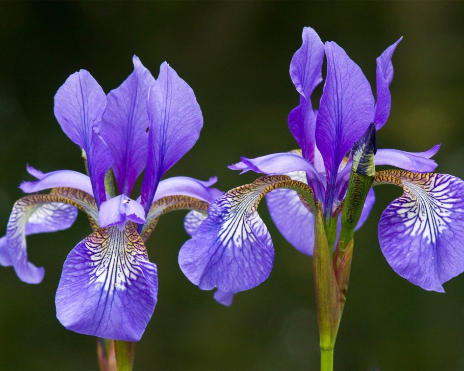 Ирис гибридный 'Bonus'